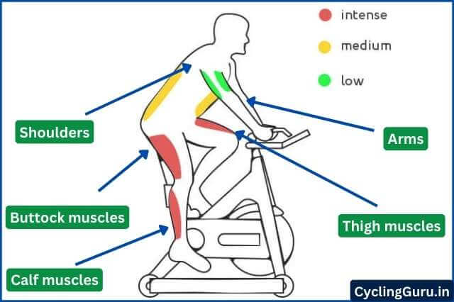 What muscle does cycling tone